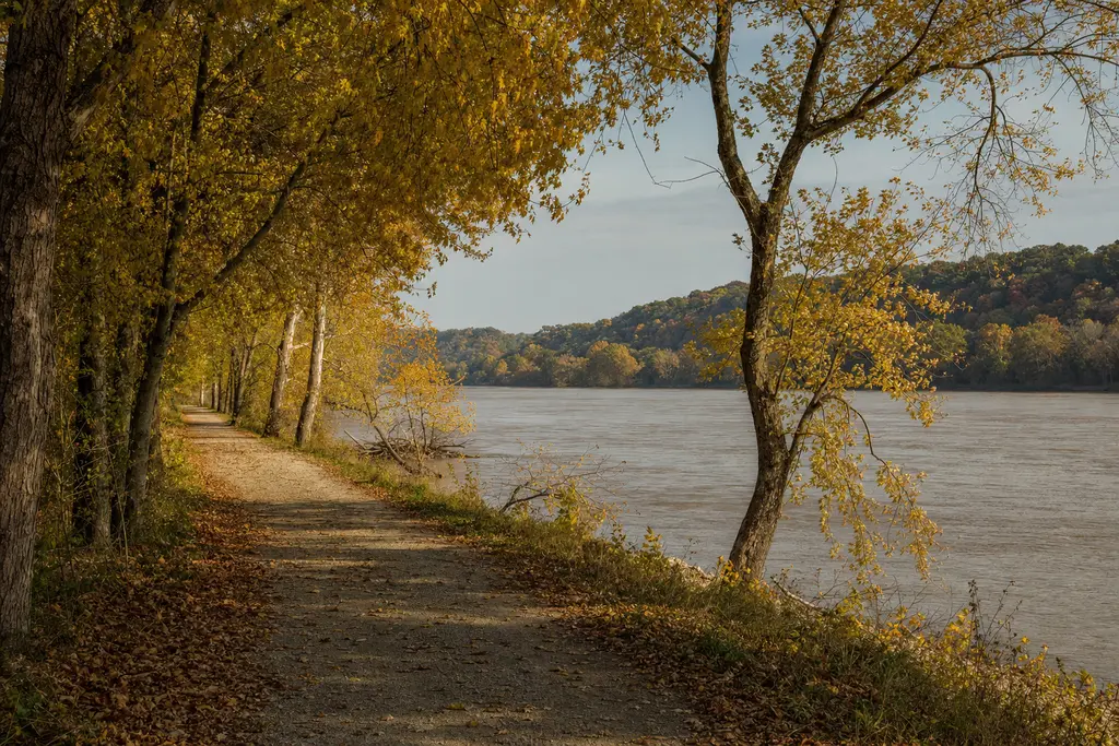 Gravel trail under yellow sycamores and cottonwoods beside the Missouri River in fall
